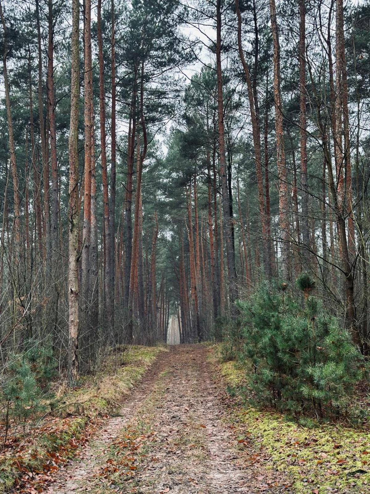 Domki Kacprowy W Lipnicy Lipnica  Exterior foto